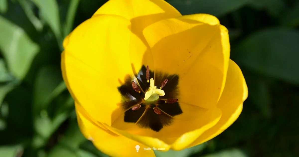 Bulb Life Cycle - Bulb Fix