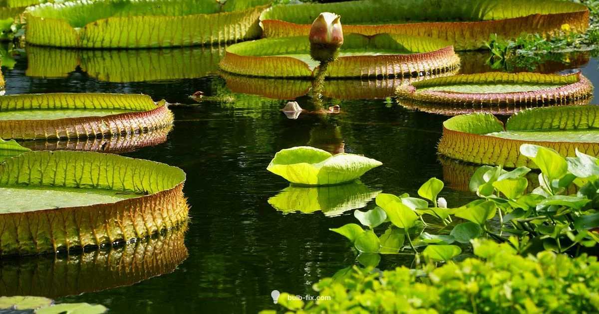 Water Lily Bulb Guide - Bulb Fix