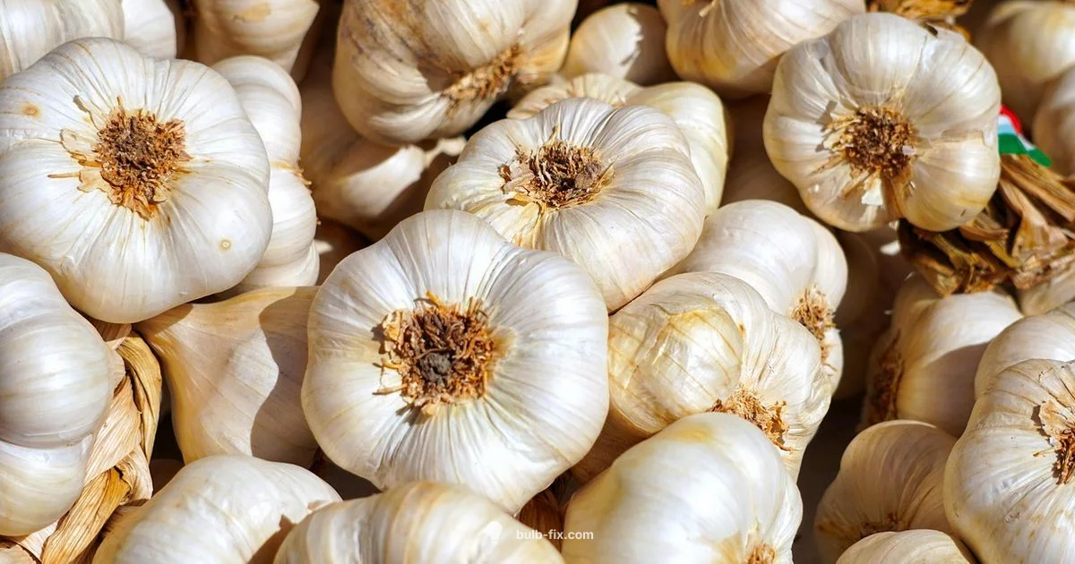 Plant Garlic Bulbs - Bulb Fix