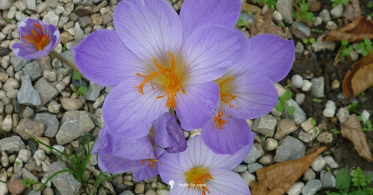 Autumn Bulbs Overview - Bulb Fix