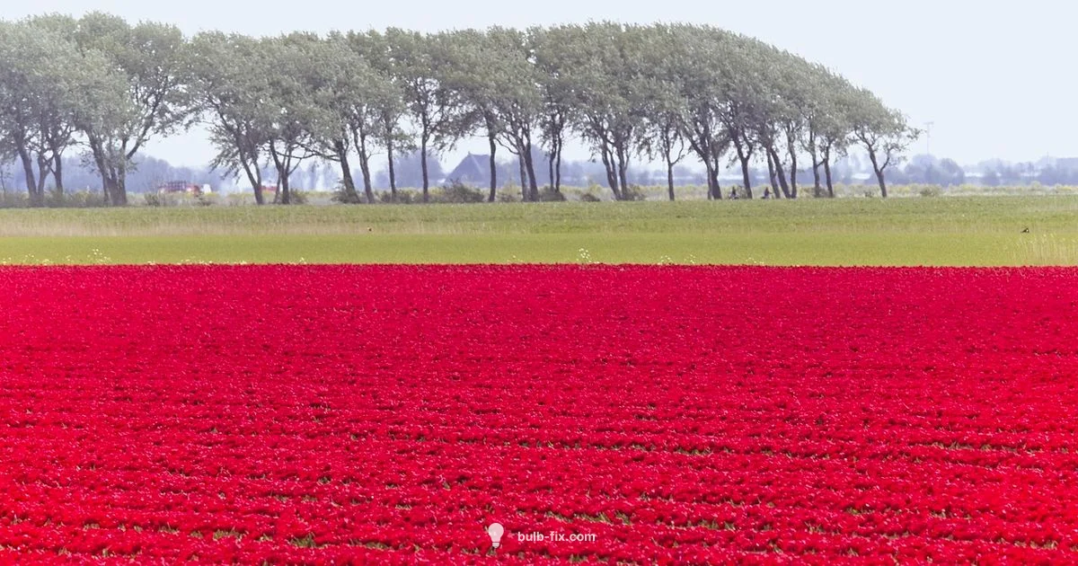 Tulip Feed Guide - Bulb Fix