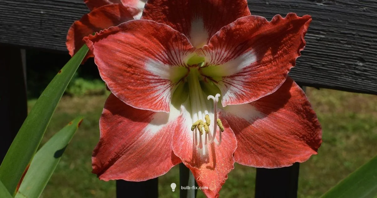 Waxed Amaryllis Care - Bulb Fix