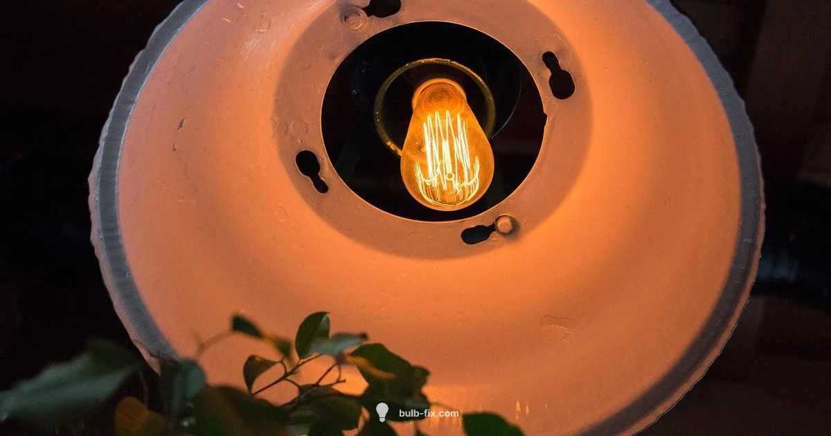 Bulb Light Science Bulb Light Science - Bulb Fix