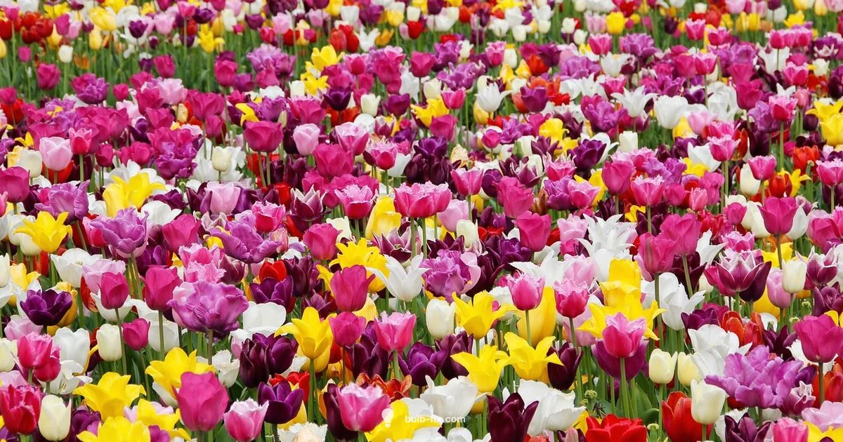 Tulip Bulb Planting - Bulb Fix