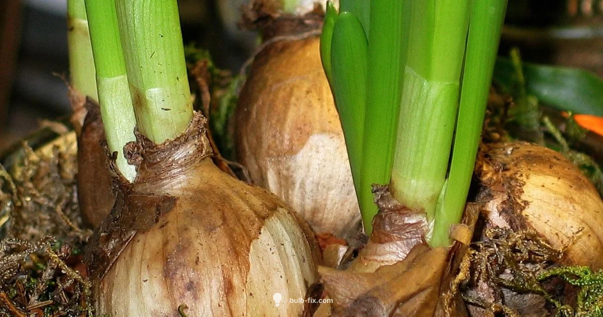 Bulb Garden Design - Bulb Fix