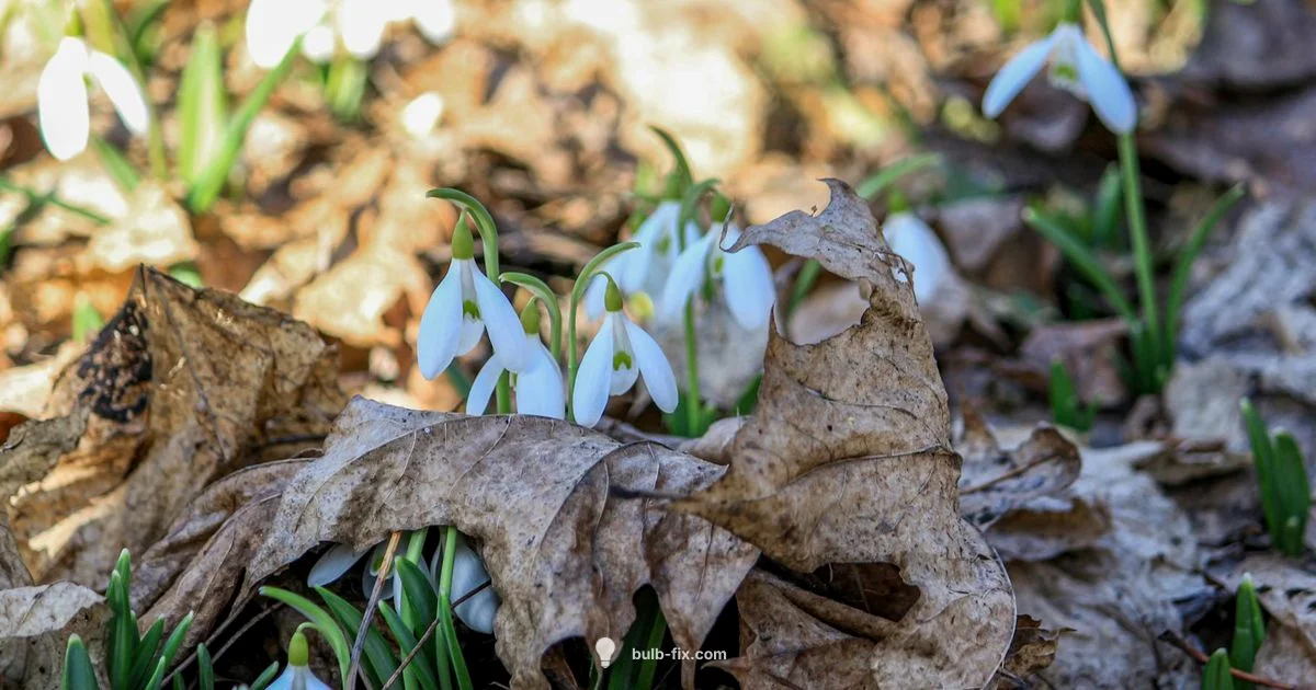 Fall Bulb Deals - Bulb Fix