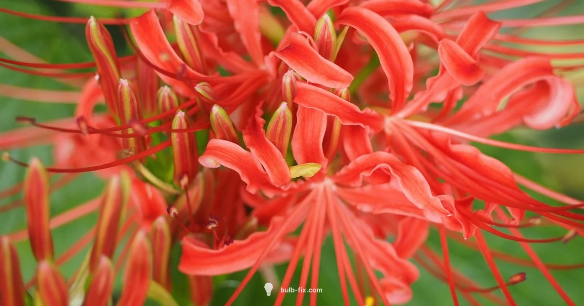 Amaryllis Watering Guide - Bulb Fix