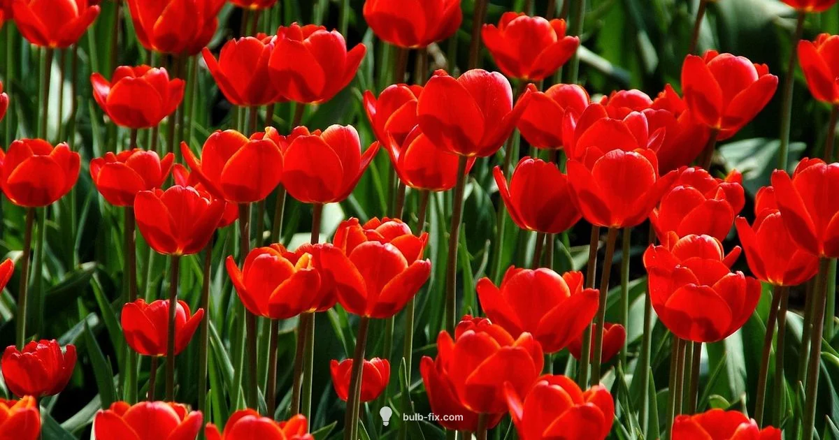 Bulb Planting Guide - Bulb Fix