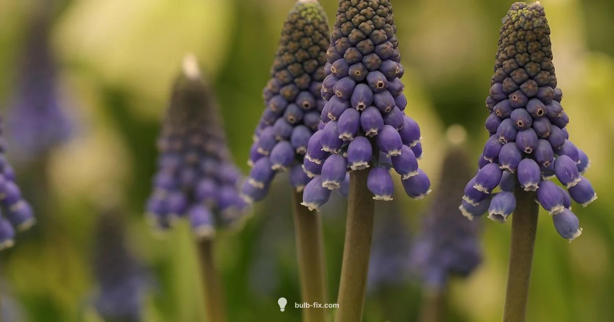 Blue Flowers Bulbs - Bulb Fix