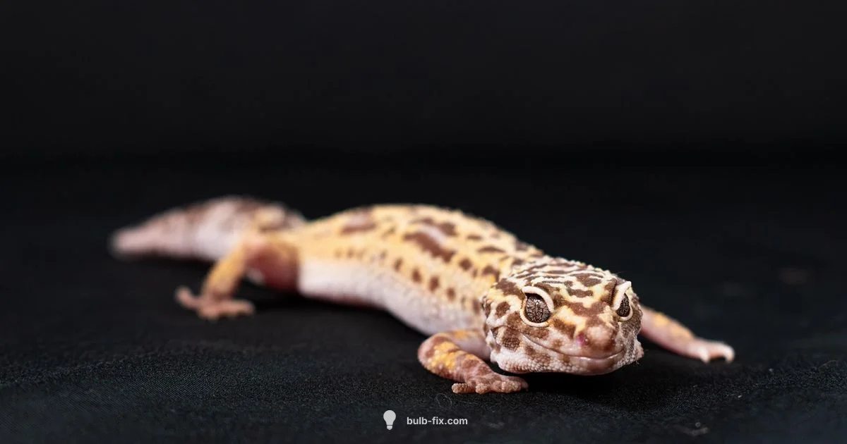 Leopard Gecko UVB Guide - Bulb Fix