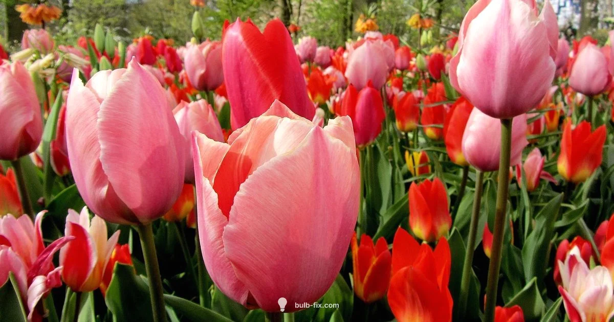 Tulip Bulb Propagation - Bulb Fix