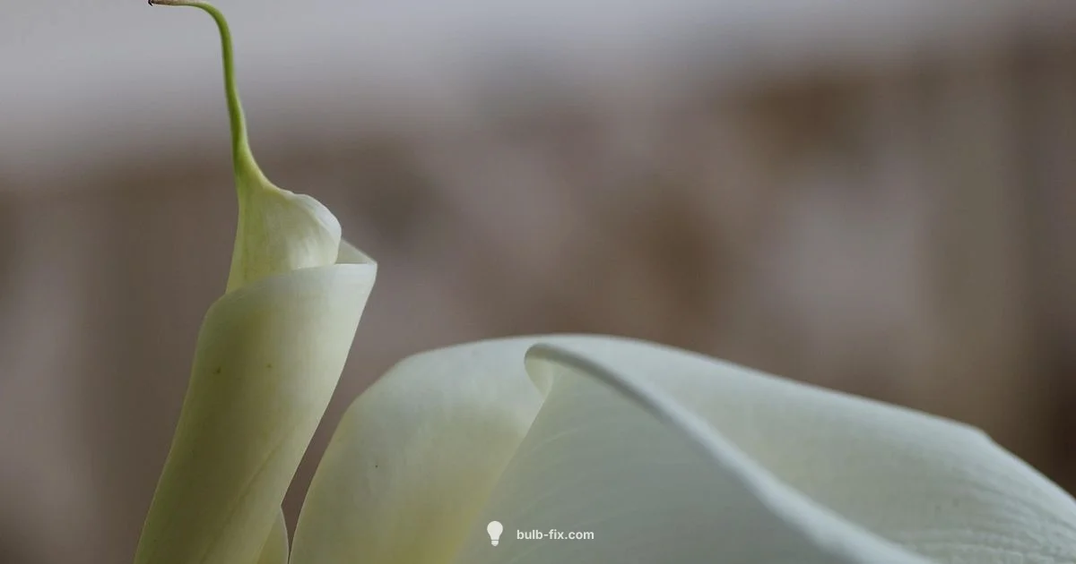 Calla Lily Bulb Calla Lily Bulb - Bulb Fix