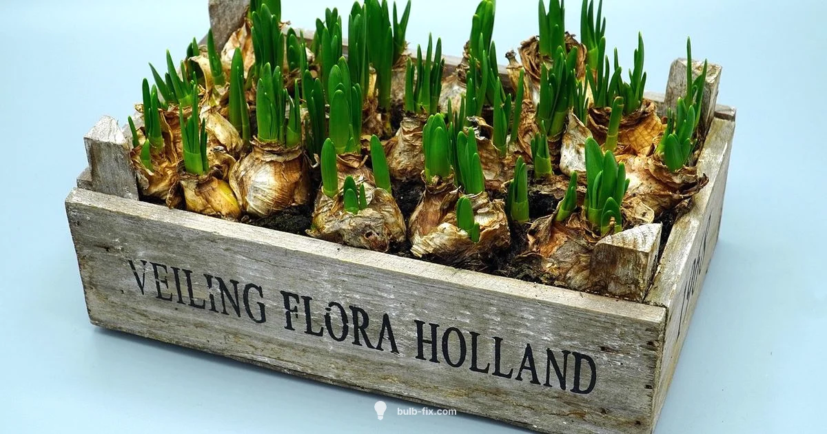 Flower Bulb Basics - Bulb Fix