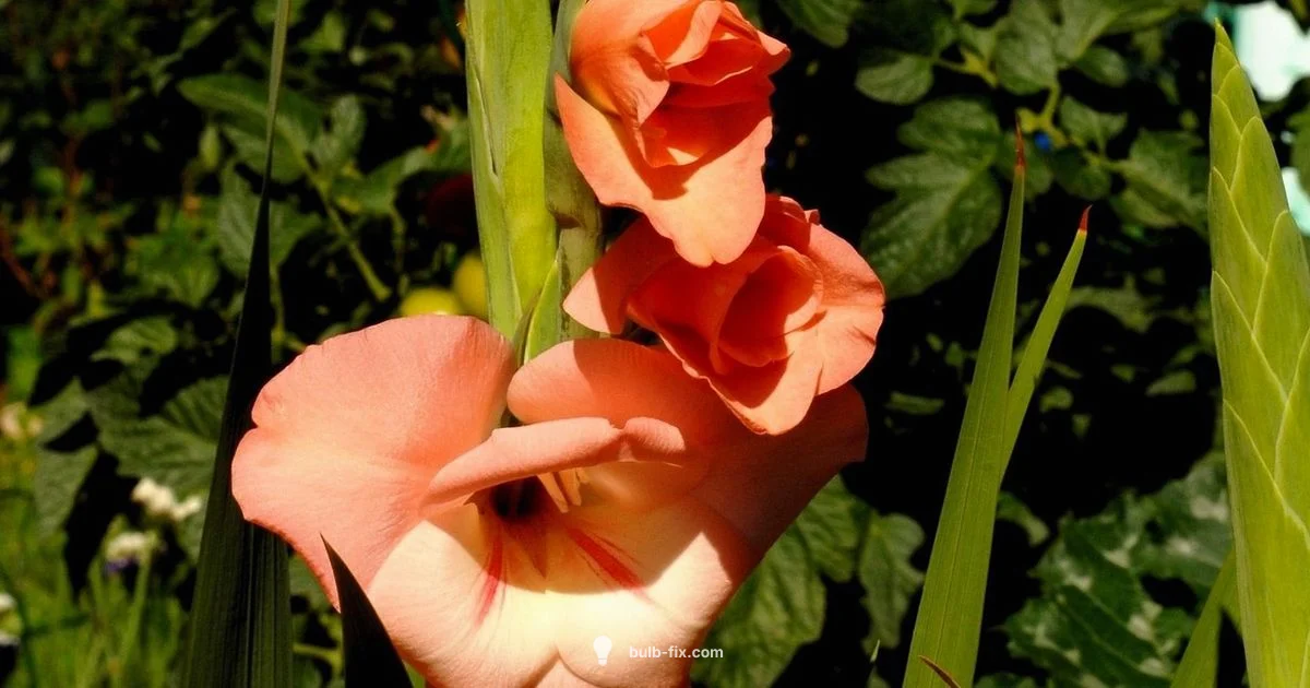 Gladiolus Planting Gladiolus Planting - Bulb Fix