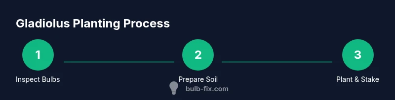 Process infographic showing gladiolus bulb planting steps