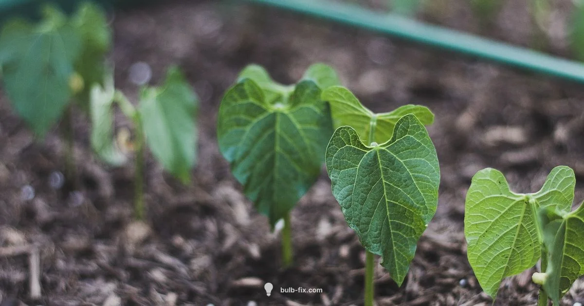 Sprouted Bulbs Guide Sprouted Bulbs Guide - Bulb Fix