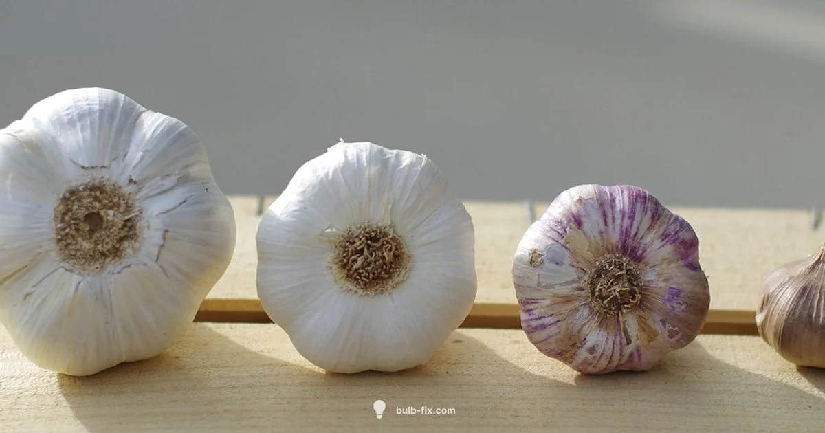 Smart Garlic Buy - Bulb Fix