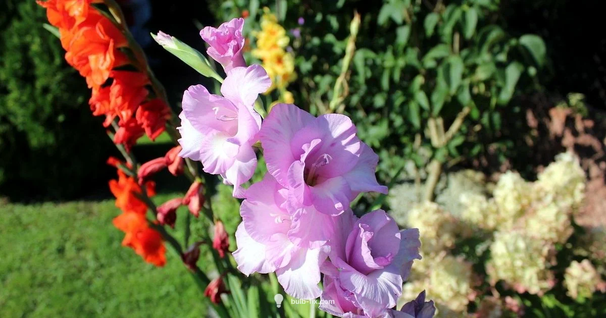 Gladioli Bulb Guide - Bulb Fix