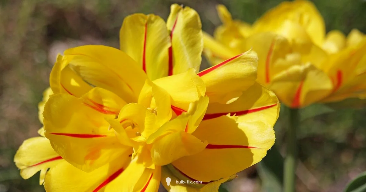 Bulb ID Essentials - Bulb Fix