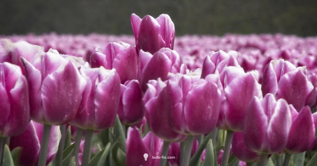 Tulip Bulb Care - Bulb Fix