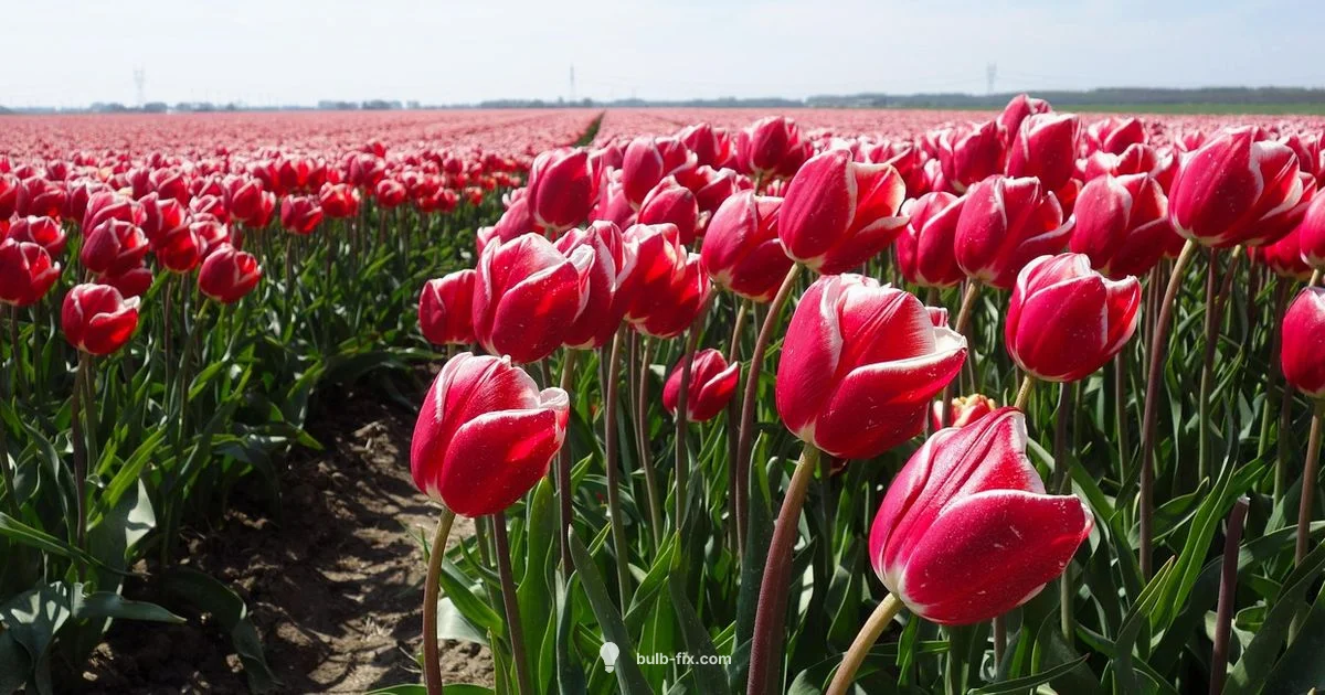 Tulip Replant Guide - Bulb Fix