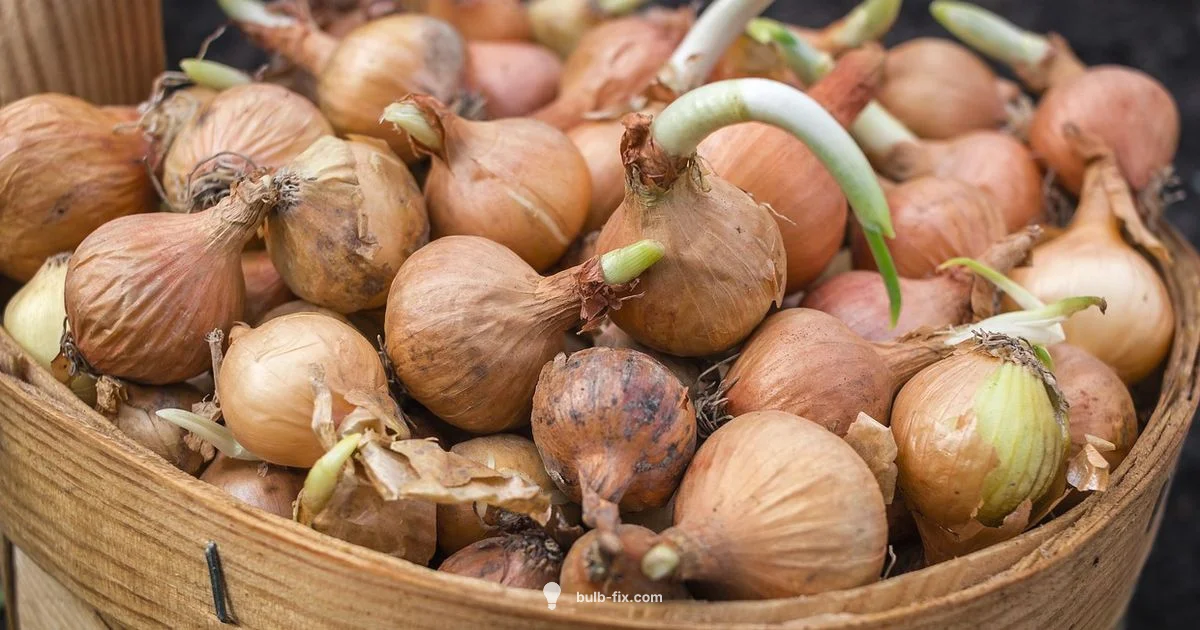 Spring Onion Bulb - Bulb Fix