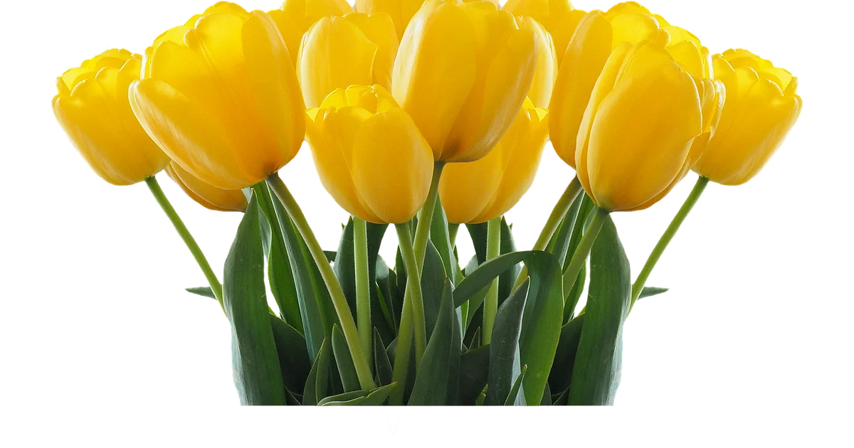 Easy Bulbs to Grow - Bulb Fix