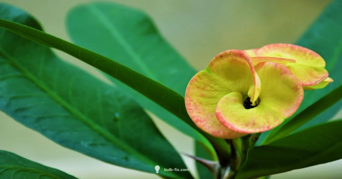 Plant Growth Lights - Bulb Fix