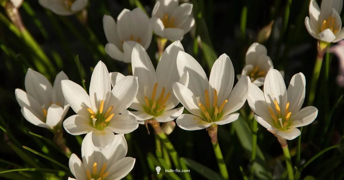 Rain Lily Bulb Care - Bulb Fix