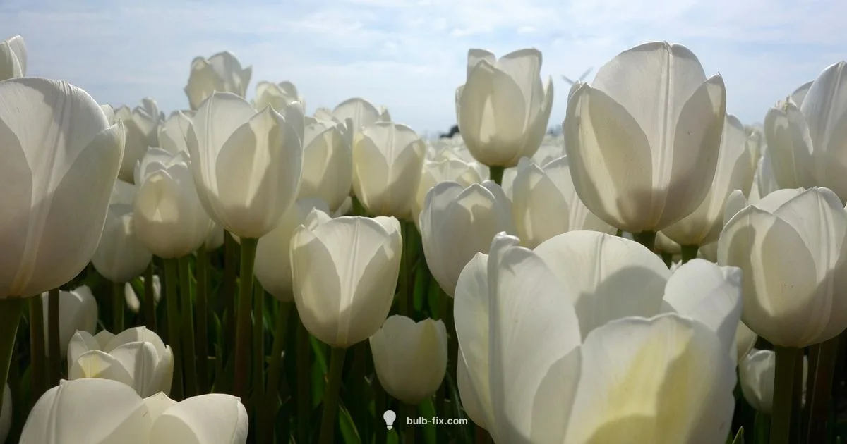 Dutch Bulb Guide Dutch Bulb Guide - Bulb Fix