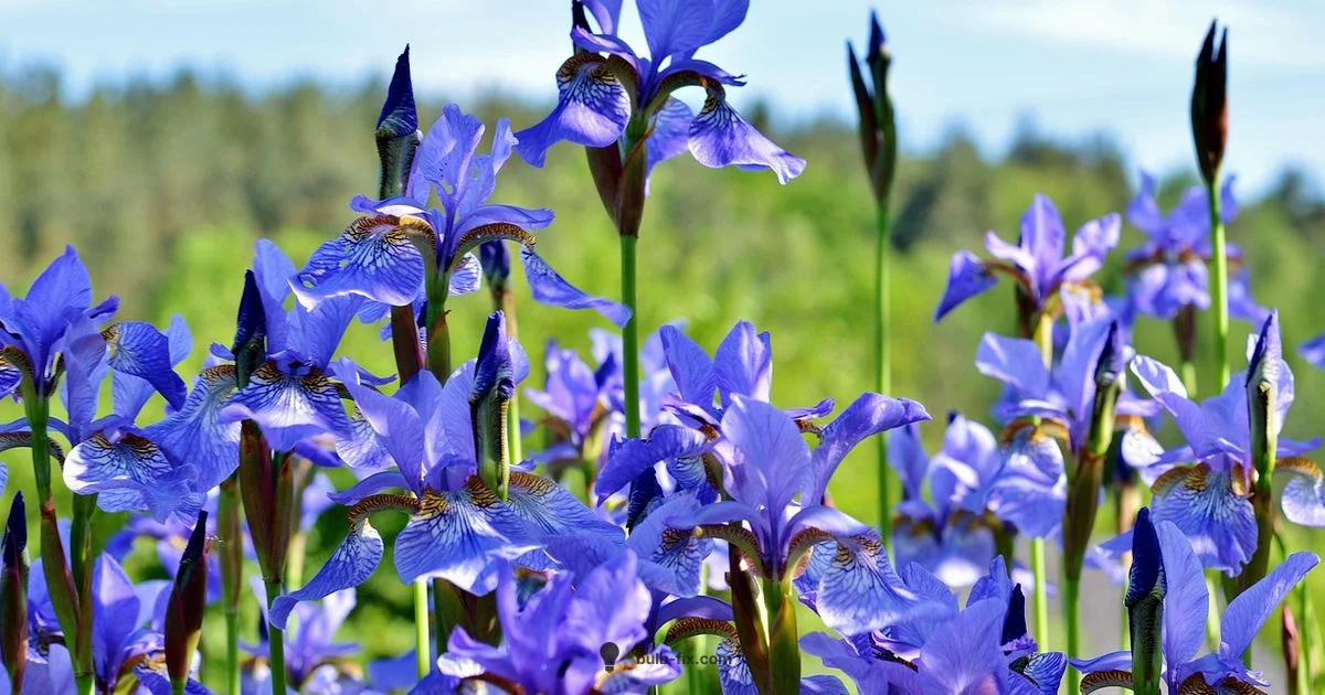 Bulb Lily Guide - Bulb Fix