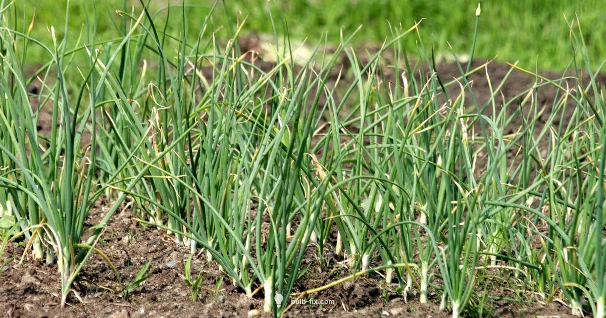 Plant Garlic Bulbs - Bulb Fix