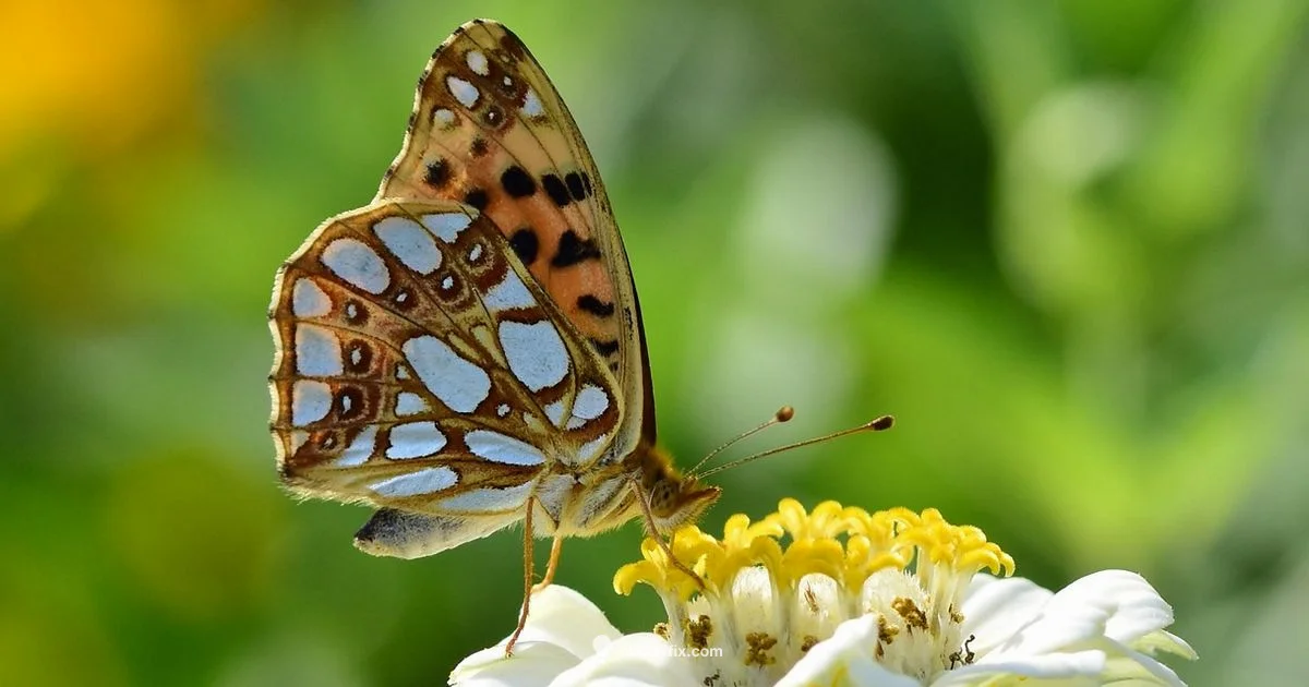 Summer Bulb Flowers - Bulb Fix