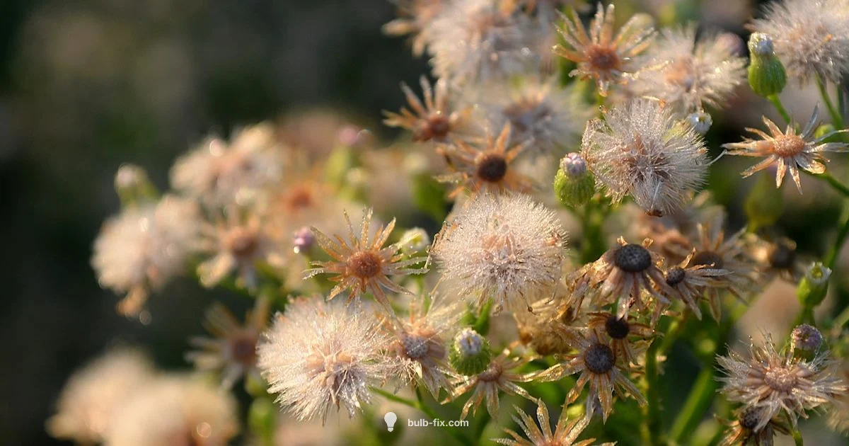 Winter Bulb Prep - Bulb Fix