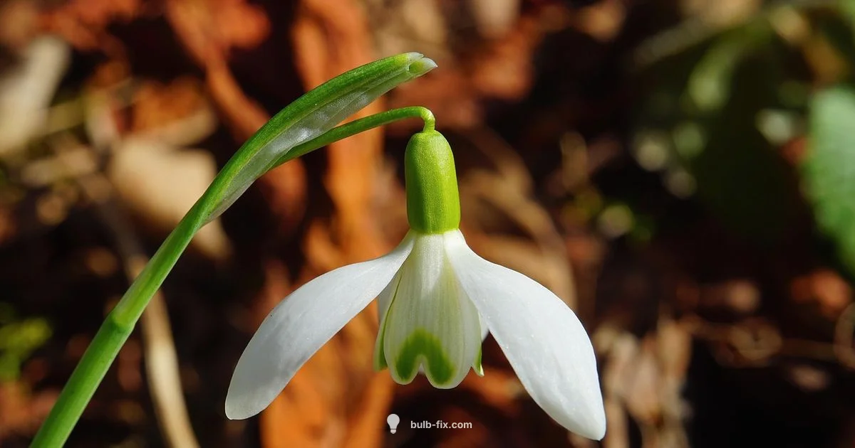 Bright Spring Bulbs - Bulb Fix