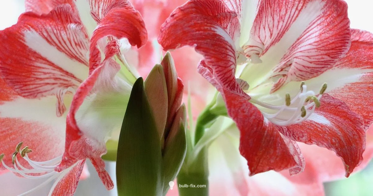 Outdoor Amaryllis Guide - Bulb Fix