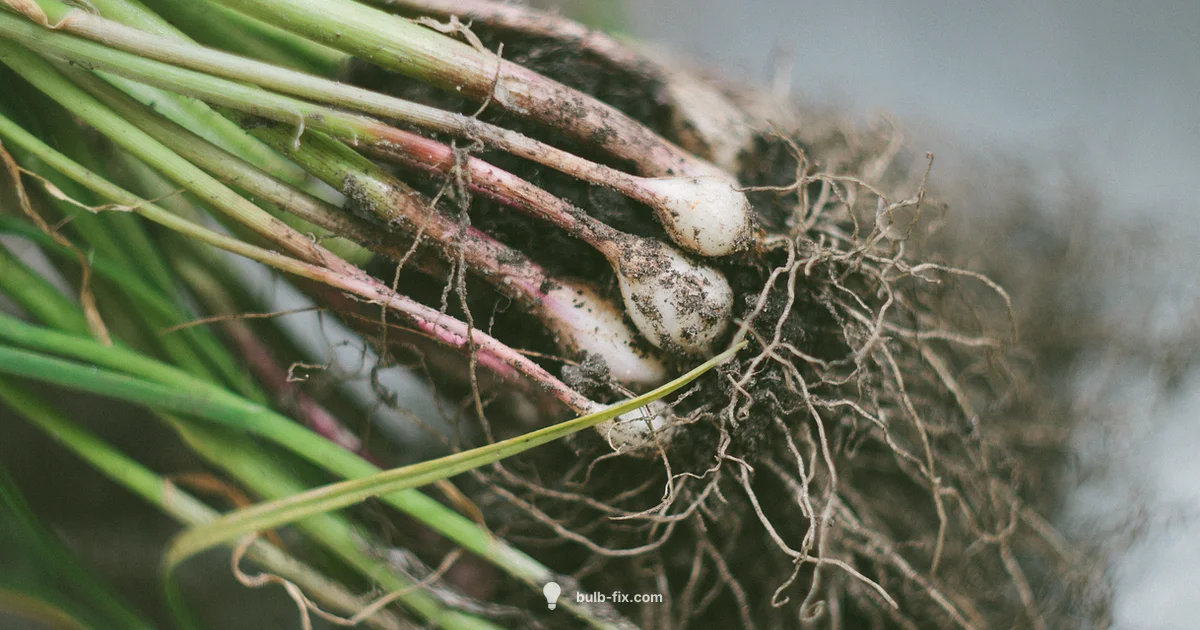 Bulb vs Root Veg Guide - Bulb Fix