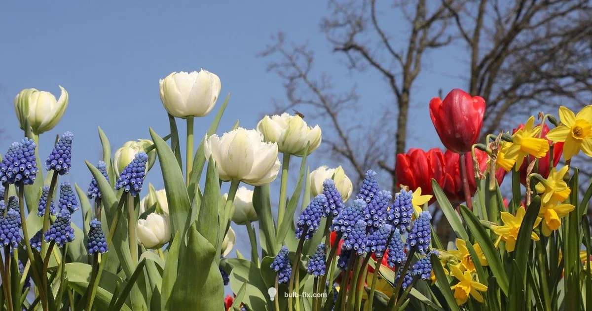 Bulk Bulb Flowers - Bulb Fix