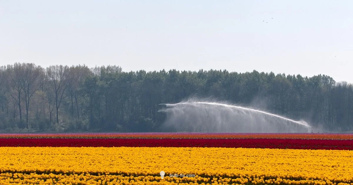 Bulb Flower Catalog - Bulb Fix