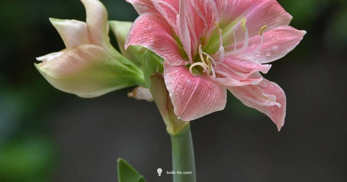 Amaryllis Pot Size - Bulb Fix