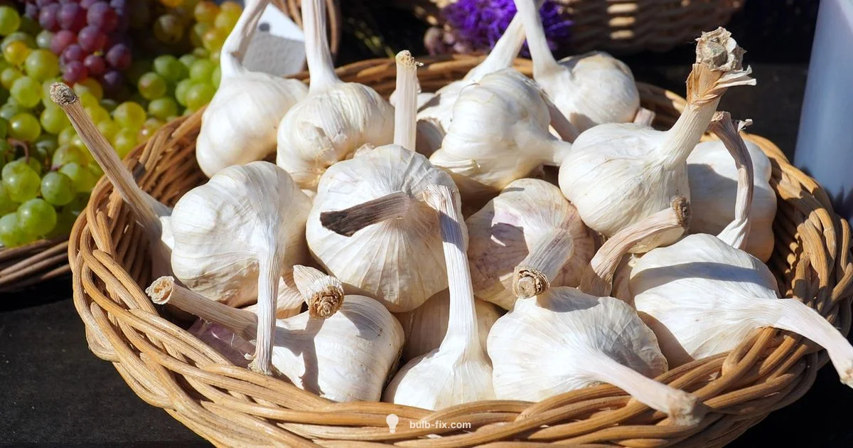 Smart Garlic Storage Smart Garlic Storage - Bulb Fix