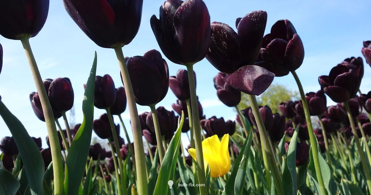 Tulip Spacing Guide - Bulb Fix