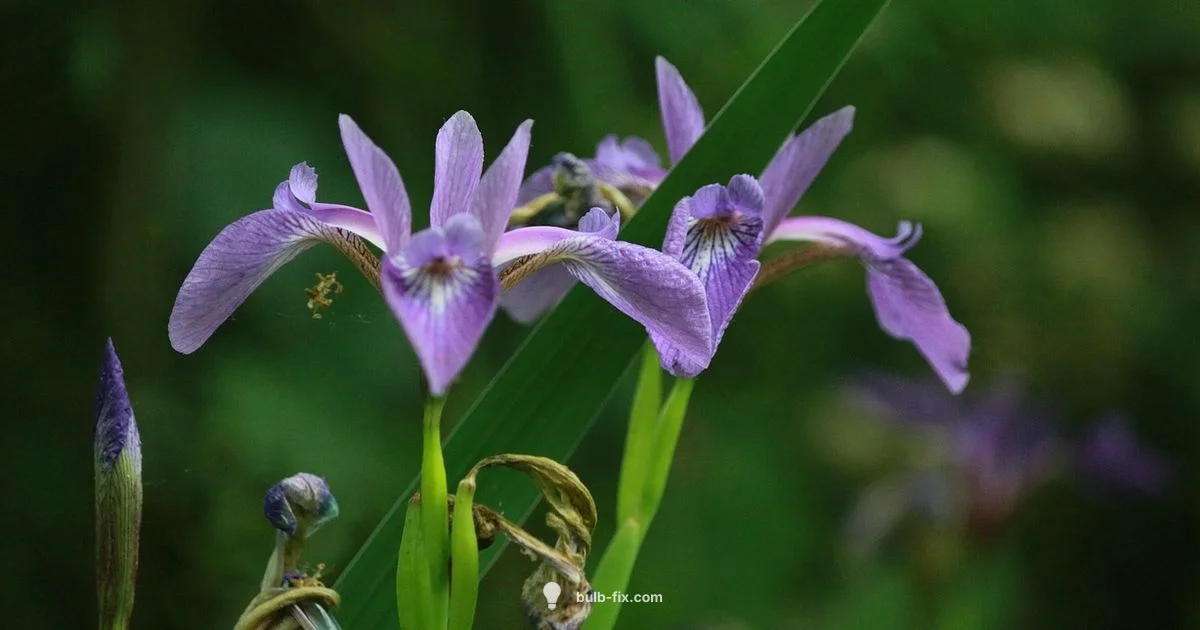 Iris Bulb Guide Iris Bulb Guide - Bulb Fix