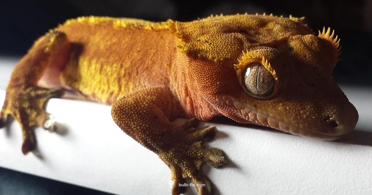 Crested Gecko UVB Guide - Bulb Fix