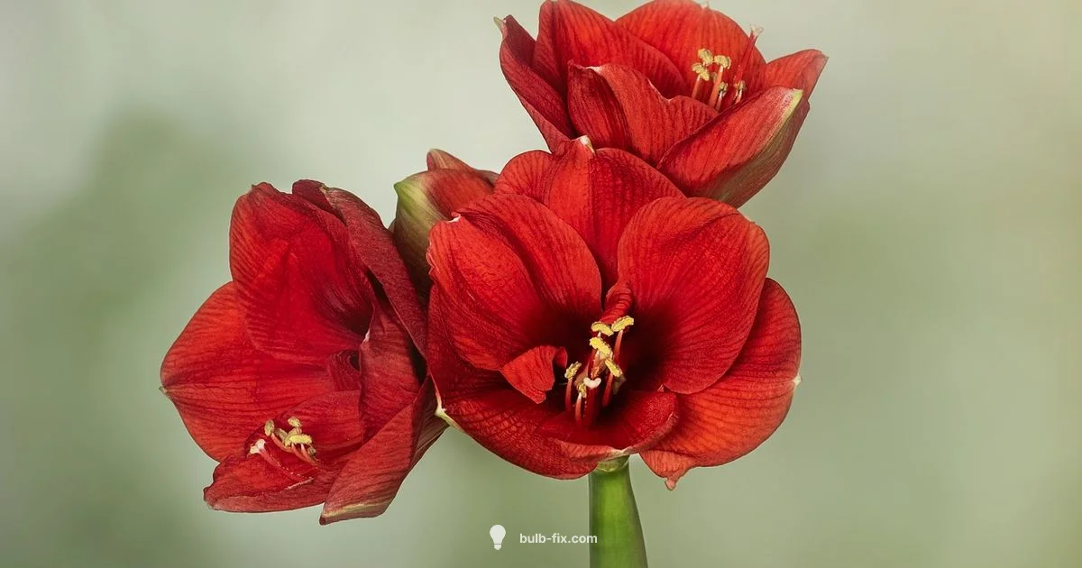 December Bulb Planting December Bulb Planting - Bulb Fix