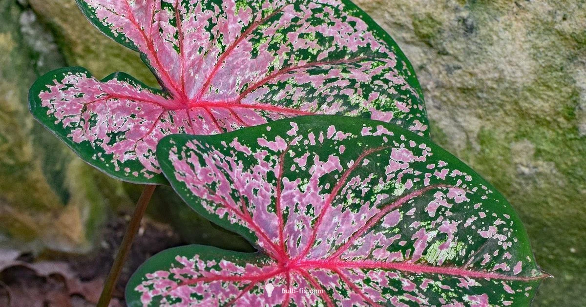 Wet Soil Bulb Guide - Bulb Fix