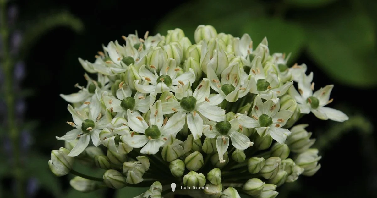 Allium Planting Guide - Bulb Fix