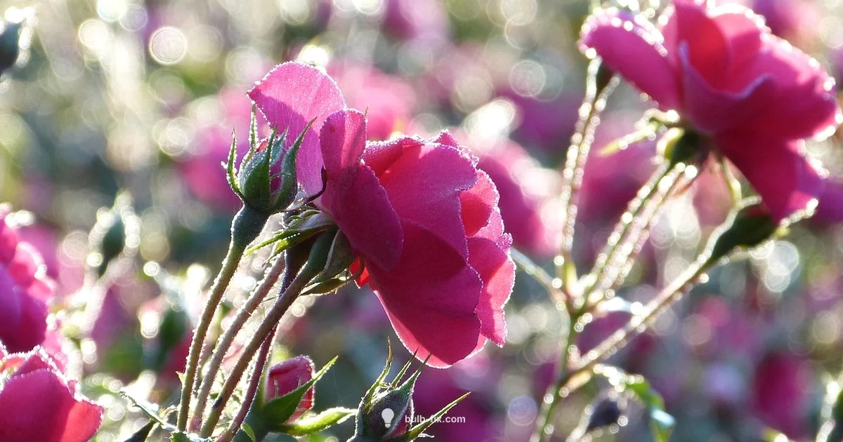 Rose Lily Bulb Guide - Bulb Fix