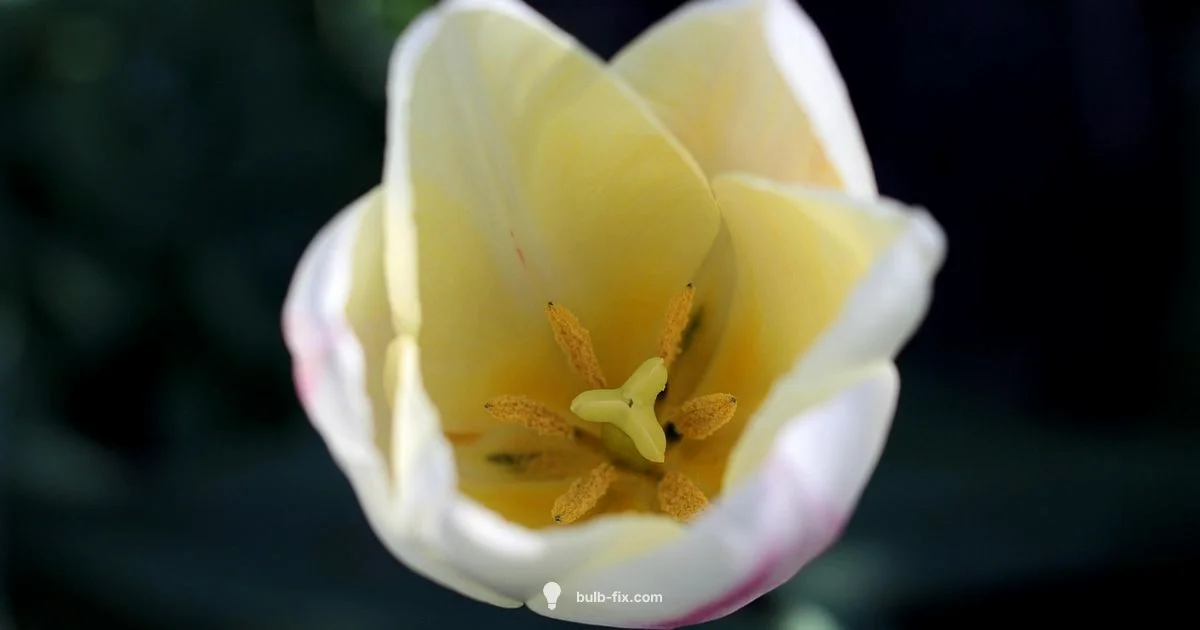 Bubble Troubleshooting - Bulb Fix