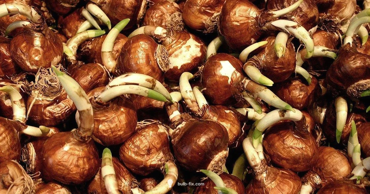 Sprouting Bulbs Guide - Bulb Fix